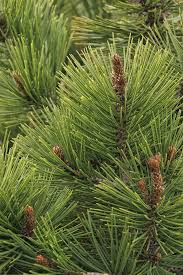 Attēlu rezultāti vaicājumam “Pinus”