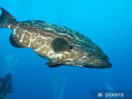 Image result for Mycteroperca bonaci