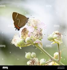 Attēlu rezultāti vaicājumam “Satyrium w-album underside”