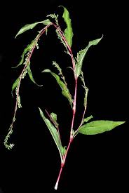 Attēlu rezultāti vaicājumam “Persicaria hydropiper”