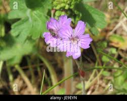Attēlu rezultāti vaicājumam “Geranium pyrenaicum flower”