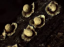 Attēlu rezultāti vaicājumam “Diderma umbilicatum”