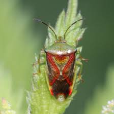 Attēlu rezultāti vaicājumam “Elasmostethus interstinctus nymph”