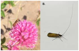 Attēlu rezultāti vaicājumam “Nemophora metallica”