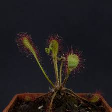 Attēlu rezultāti vaicājumam “Drosera x obovata”