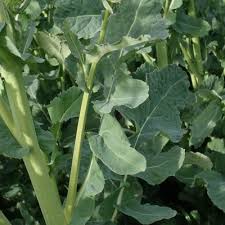 Attēlu rezultāti vaicājumam “Brassica napus fruit”