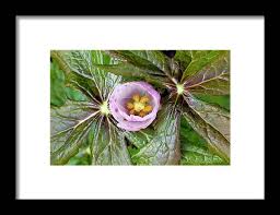 Attēlu rezultāti vaicājumam “Podophyllum hexandrum flower”