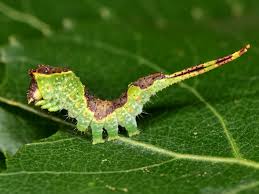 Attēlu rezultāti vaicājumam “Furcula bifida”