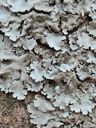 Attēlu rezultāti vaicājumam “Parmelina tiliacea”