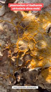 Attēlu rezultāti vaicājumam “Badhamia utricularis spores”