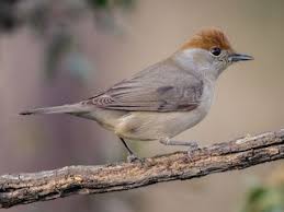 Attēlu rezultāti vaicājumam “Sylvia atricapilla”