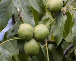 Attēlu rezultāti vaicājumam “Juglans regia leaf”