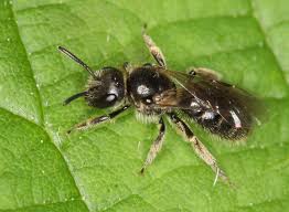 Attēlu rezultāti vaicājumam “Lycogala botrydium sessile”