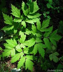 Attēlu rezultāti vaicājumam “Actaea spicata leaf”