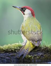 Attēlu rezultāti vaicājumam “Picus viridis”