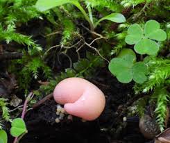 Attēlu rezultāti vaicājumam “Lycogala sphaeroconicum”