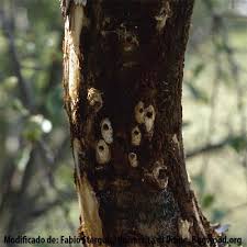 Attēlu rezultāti vaicājumam “Pissodes castaneus”