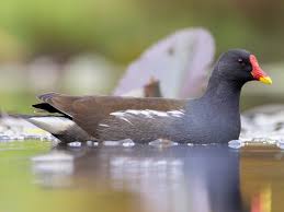Attēlu rezultāti vaicājumam “Gallinula chloropus juvenile”