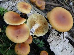 Attēlu rezultāti vaicājumam “Gymnopilus picreus”