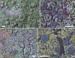 Attēlu rezultāti vaicājumam “Bacidia subincompta”