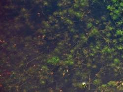 Attēlu rezultāti vaicājumam “Nitella flexilis”