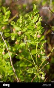 Attēlu rezultāti vaicājumam “Vaccinium myrtillus leaf”