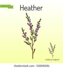 Attēlu rezultāti vaicājumam “Calluna vulgaris leaf”