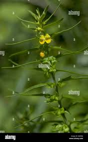 Attēlu rezultāti vaicājumam “Melampyrum sylvaticum flower”