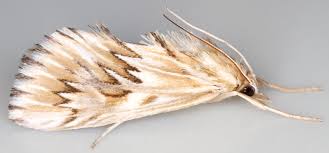 Attēlu rezultāti vaicājumam “Crambidae”