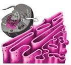 <b>Retículo endoplásmico</b> liso: