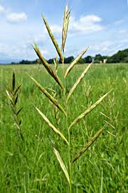 Attēlu rezultāti vaicājumam “Brachypodium pinnatum”