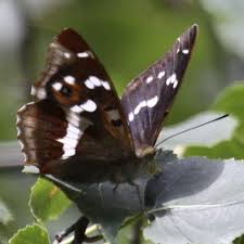 Attēlu rezultāti vaicājumam “Apatura iris underside”
