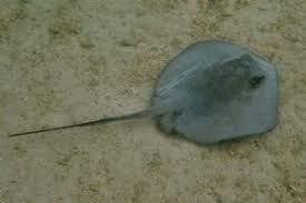 Image result for Hypanus longus