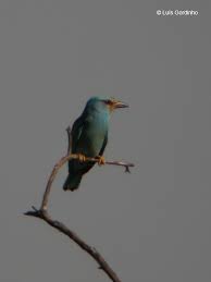 Attēlu rezultāti vaicājumam “Coracias garrulus adult”
