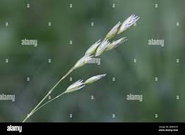 Attēlu rezultāti vaicājumam “Danthonia decumbens”