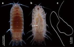 Attēlu rezultāti vaicājumam “Nematomorpha”