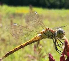 Attēlu rezultāti vaicājumam “Sympetrum vulgatum female”