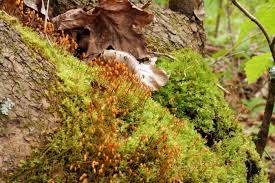 Attēlu rezultāti vaicājumam “Plagiomnium undulatum sporophyte”