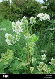 Attēlu rezultāti vaicājumam “Heracleum sphondylium subsp. sibiricum leaf”