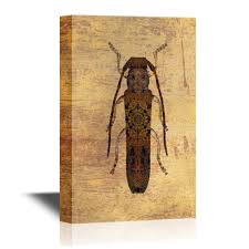 Attēlu rezultāti vaicājumam “Oberea oculata”