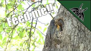 Attēlu rezultāti vaicājumam “Sturnus vulgaris nest”