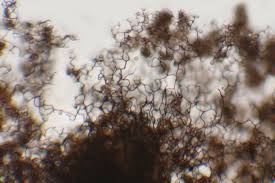 Attēlu rezultāti vaicājumam “Cribraria argillacea”