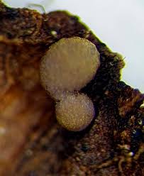 Attēlu rezultāti vaicājumam “Enteridium olivaceum plasmodium”