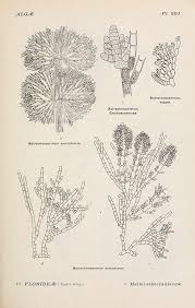 Attēlu rezultāti vaicājumam “Batrachospermum moniliforme”
