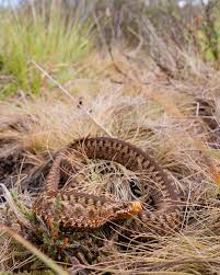 Attēlu rezultāti vaicājumam “Vipera berus adult”