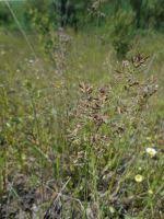Attēlu rezultāti vaicājumam “Poa angustifolia”