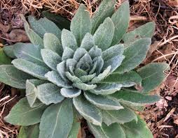Attēlu rezultāti vaicājumam “Verbascum blattaria leaf”