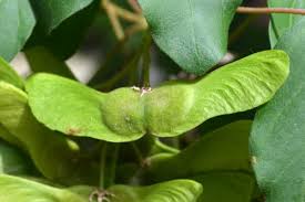 Attēlu rezultāti vaicājumam “Acer platanoides fruit”