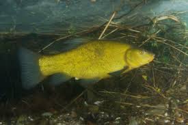 Image result for Blicca bjoerkna