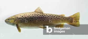 Image result for Oncorhynchus mykiss